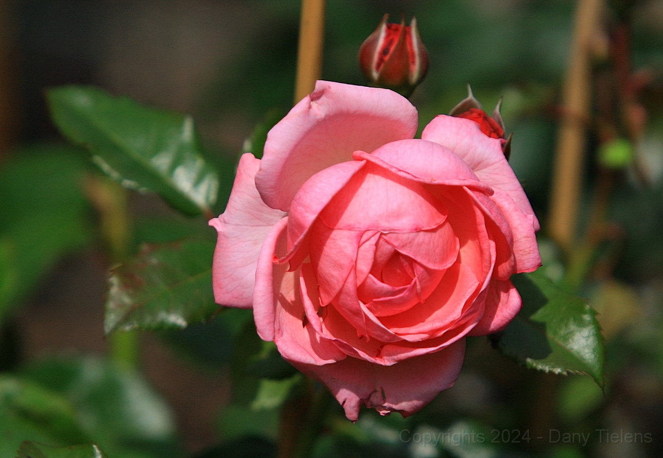 Rosa - Kölner Flora.jpg